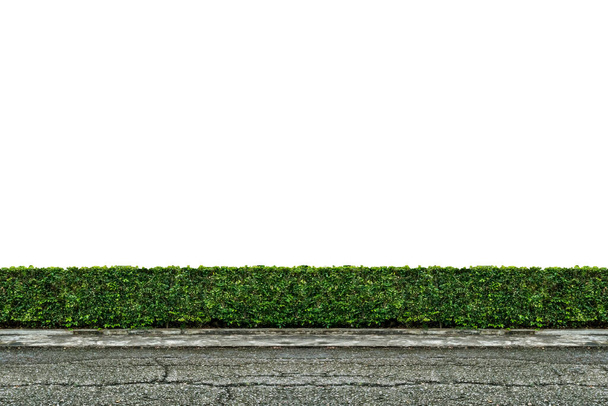 Clôture de platanes vertes avec isolat de route asphaltée sur fond blanc avec sentier de coupe - Photo, image