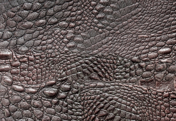 Crocodile cuir
 - Photo, image