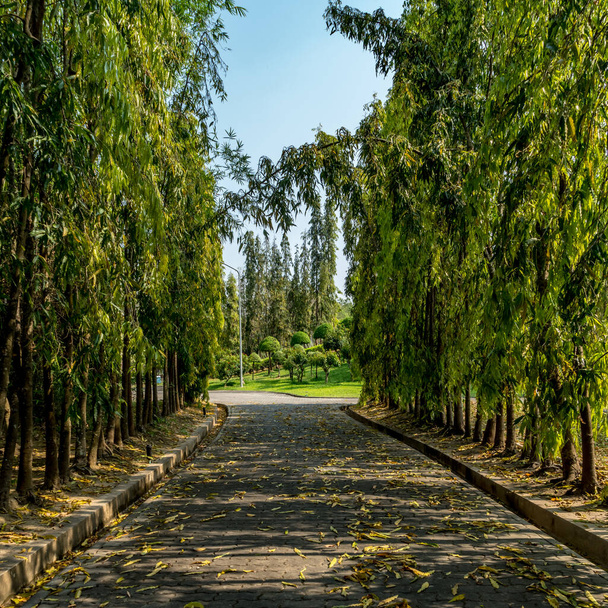 Concrete block road with green trees in the park - Fotografie, Obrázek