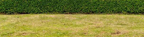 Zelená tráva se zastřiženými zelenými keři v parku - Fotografie, Obrázek
