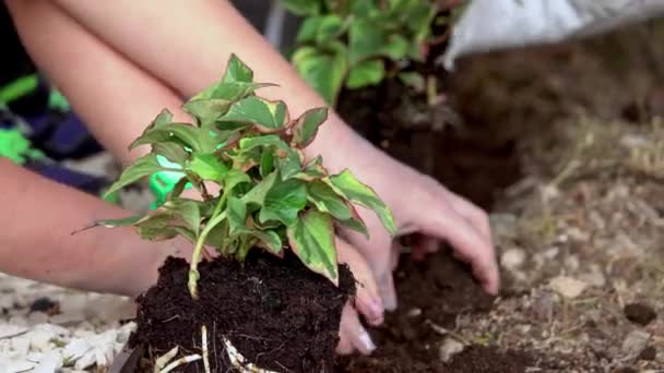 közeli kép tinédzser és gyermek kezét, segítve a növény virágok, együtt dolgoznak egy érzékszervi kertben - Felvétel, videó