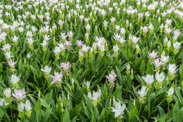 Campo de tulipán siam blanco en el parque - Foto, Imagen