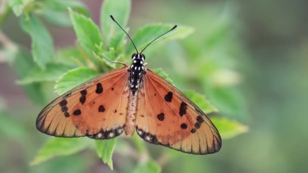 Acraea terpsicore, tawny coster, motýl Tawny Coster. Tento záznam je pořízen z travnatých plání obklopujících pobřeží Chennai v Indii. - Záběry, video