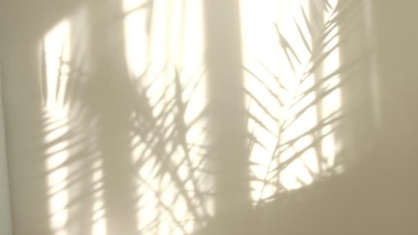 Poranne słońce oświetla pokój, cień pokrywa tło. Przejrzysty cień tropikalnych liści. Streszczenie szary cień tło naturalne liście drzewo gałąź spada na białą ścianę - Materiał filmowy, wideo