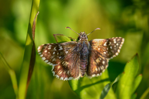 Oberthrs Grizzled Skipper - Pyrgus Armoricanus, Avrupa çayır ve otlaklarından güzel küçük kelebek, Zlin, Çek Cumhuriyeti. - Fotoğraf, Görsel