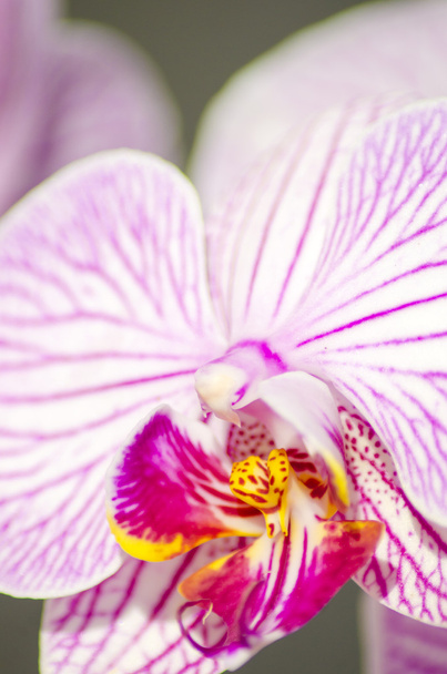 ハワイピンクの蘭, コチョウラン - 写真・画像