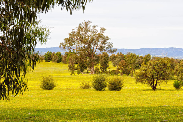 Zelené pastviny pokryté žlutými divokými květinami - Grampians, Victoria, Austrálie - Fotografie, Obrázek