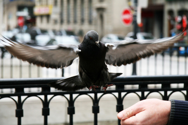 Flying pigeon - Fotoğraf, Görsel