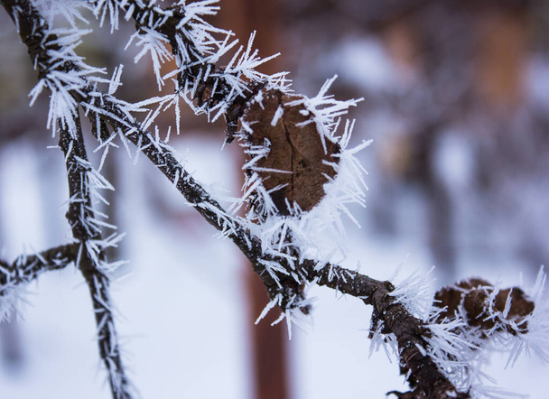冬を背景に木々の葉が凍る - 写真・画像