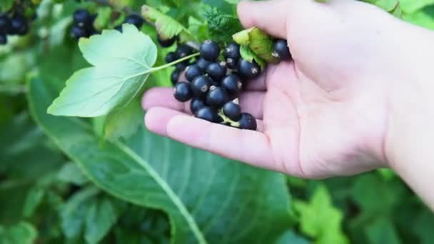 grosella negra madura creciendo en un jardín como cosecha de verano - Imágenes, Vídeo