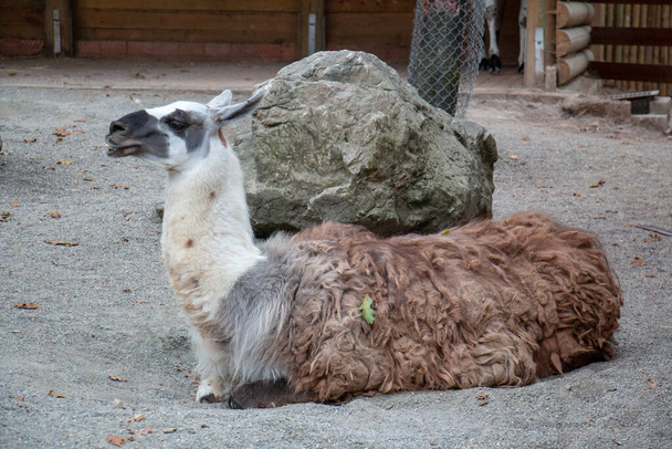 A llama sitting on the ground. BROWN AND WHITE COLOR - Photo, Image