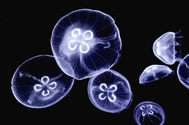 Медузы
 - Фото, изображение