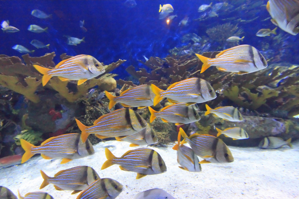 Красочные рыбы
 - Фото, изображение
