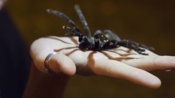 Nagy pók ül a női kézen. Halloween koncepció. Rovarok kiállítása. Szokatlan állatfogalom - Felvétel, videó