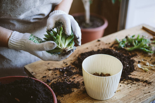 Thuis tuin. Hoe transplantatie Repot een succulent, vermeerderende vetstoffen. Vrouw tuiniers hand transplanteren cactussen en vetplanten in potten op de houten tafel - Foto, afbeelding