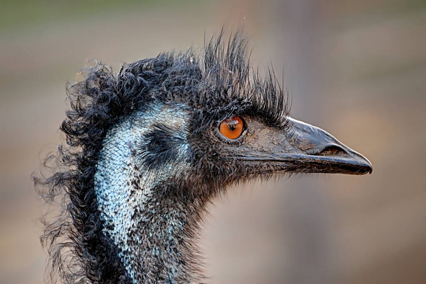 Close-up of a head of an Emu, a large flightless bird - Фото, изображение