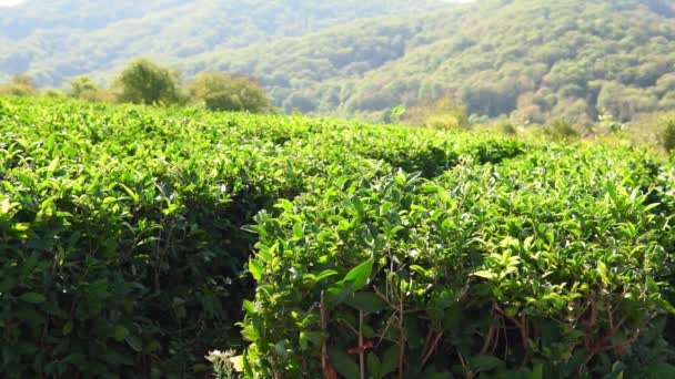 Hojas de té verde en el arbusto de té. la cámara estática, la cosecha de otoño - Metraje, vídeo
