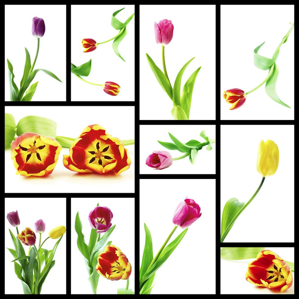 Tulip flowers - 写真・画像