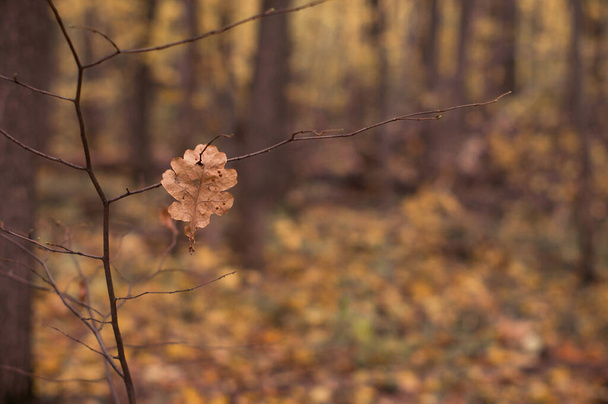 Lonley dry brown oak leaf hanging on a branch in a deep autumn forest. - Фото, зображення
