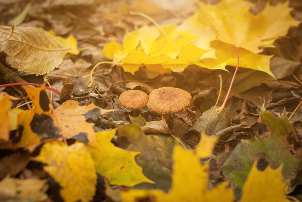 Pair of toadstools covered among colofrul autumn foliage in the forest - Fotó, kép
