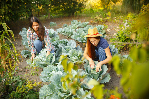 Happy family during picking cabbage in a garden outdoors. Love, family, lifestyle, harvest concept. - Valokuva, kuva