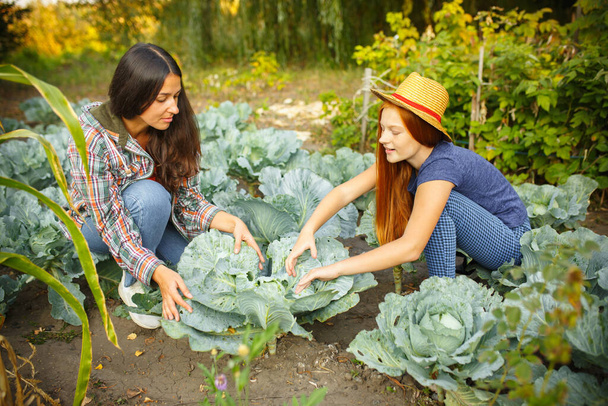 Happy family during picking cabbage in a garden outdoors. Love, family, lifestyle, harvest concept. - 写真・画像