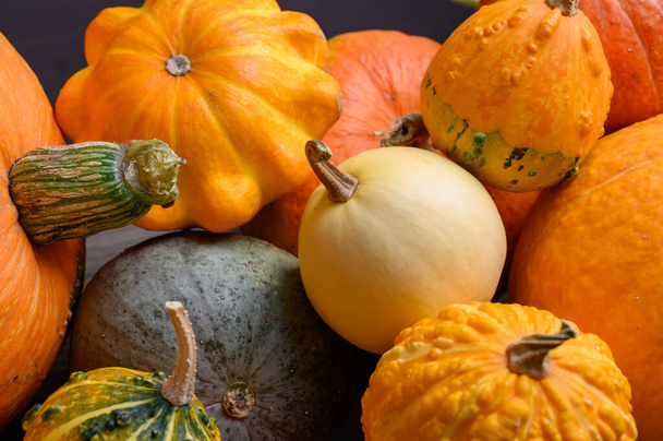 Autumn harvest colorful squashes and pumpkins in different varieties. - Zdjęcie, obraz