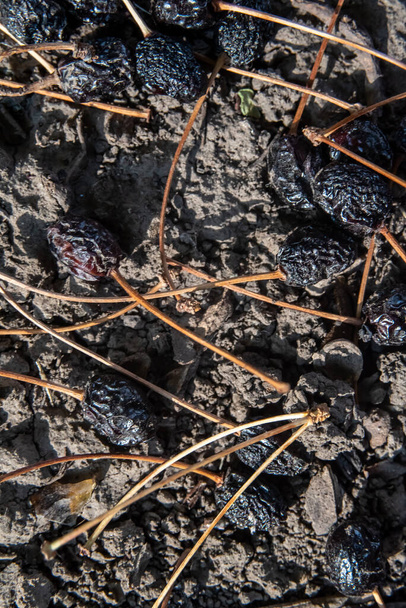 Dry cherry tails lie on the cracked ground in the park and have dried berries on them - Photo, Image