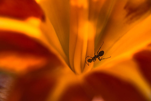 Mrówka czołga się wewnątrz jasnej pomarańczy z czerwonawym odcieniem lilii kwiat pąka - Zdjęcie, obraz