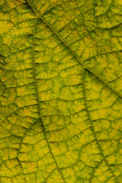Blurry image of autumn leaf texture background. Cropped shot of green leaf. Fall, nature concept. - Photo, Image