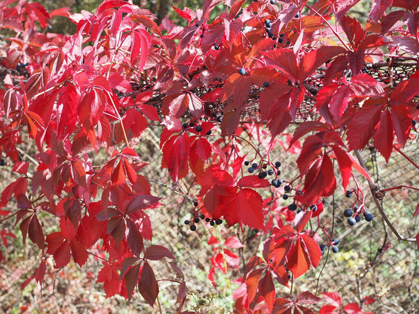 Red autumn leaves of wild grapes. Autumn background of leaves. Leaves in selective focus. Beautiful blurred background. Bright sunlight - Photo, Image