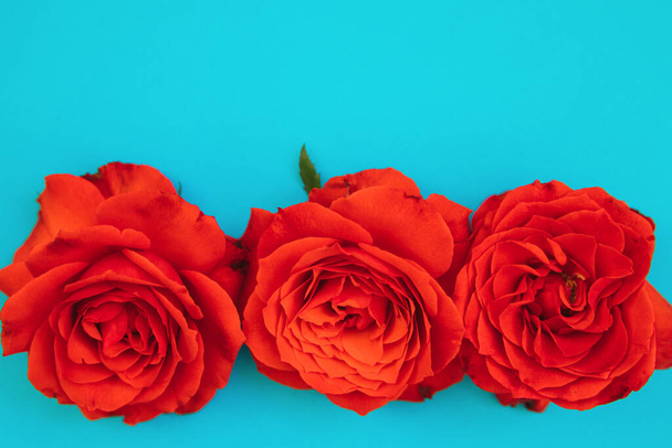 Three red roses on a blue background.Holiday gift. Beautiful flower.A gift for March 8 and Mother's day. - Foto, immagini