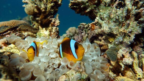 Clown fish, amphiprion (Amphiprioninae). Red sea clown fish. - Photo, Image