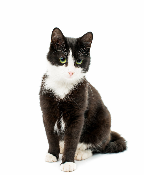 Gato preto & branco
  - Foto, Imagem