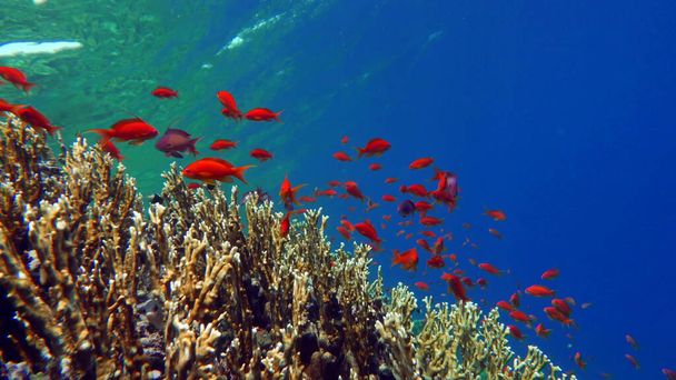 Море Голді. Найпоширеніші антитіла в Червоному морі. Водолази бачать його у величезних зграях на схилах коралових рифів.. - Фото, зображення