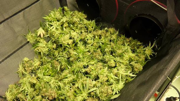 cannabis marijuana dans des sacs prêts à sécher dans un laboratoire légal - Photo, image