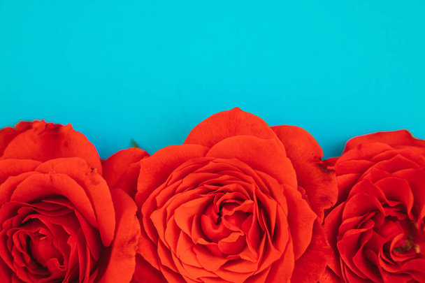 Three red roses on a blue background.Holiday gift. Beautiful flower.A gift for March 8 and Mother's day. - Foto, Imagem