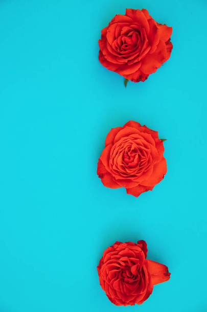 Three red roses on a blue background.Holiday gift.A gift for March 8 and Mother's day. - Zdjęcie, obraz