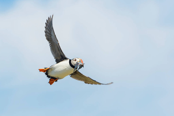 Atlantic puffin (Fratercula arctica) flying with caught fish, Farne Islands, Northumberland, England, UK. - Photo, Image