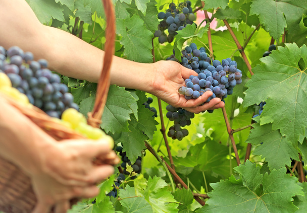 Picking grapes - Photo, Image