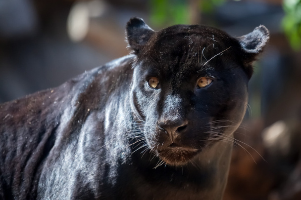 Jaguar negro
 - Foto, Imagem
