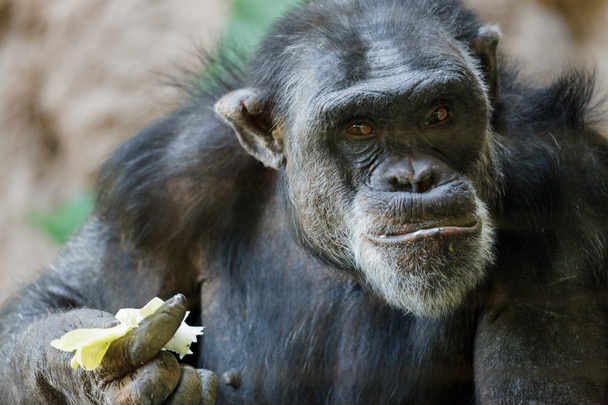 Chimpancé sentado en un zoológico
 - Foto, Imagen