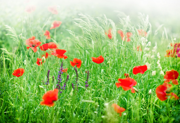 Flor de amapola silvestre en un prado
 - Foto, imagen