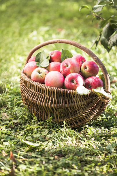 koszyk pełen dojrzałych jabłek w ogrodzie. Zbiory jabłek. Koncepcja jesieni - Zdjęcie, obraz