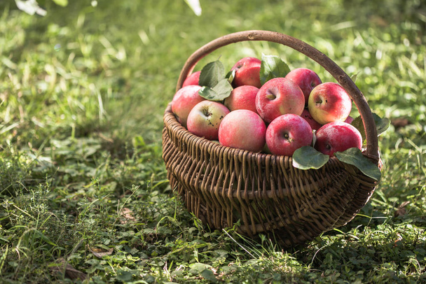 καλάθι γεμάτο ώριμα μήλα σε έναν κήπο. συγκομιδή μήλων. Φθινοπωρινή ιδέα - Φωτογραφία, εικόνα