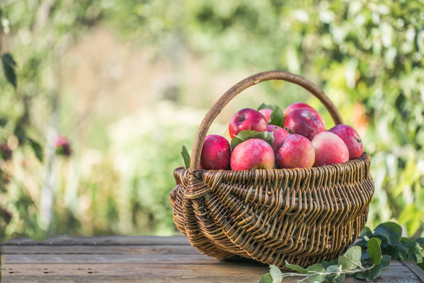 koszyk pełen dojrzałych jabłek w ogrodzie. Zbiory jabłek. Koncepcja jesieni - Zdjęcie, obraz