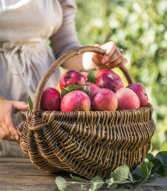 Bahçesinde olgun elmalarla dolu sepeti olan bir kadın. Elma hasatı Sonbahar konsepti - Fotoğraf, Görsel