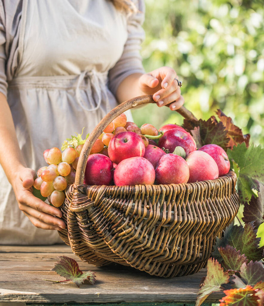 Kobieta z koszykiem pełnym dojrzałych jabłek w ogrodzie. Zbiory jabłek. Koncepcja jesieni - Zdjęcie, obraz