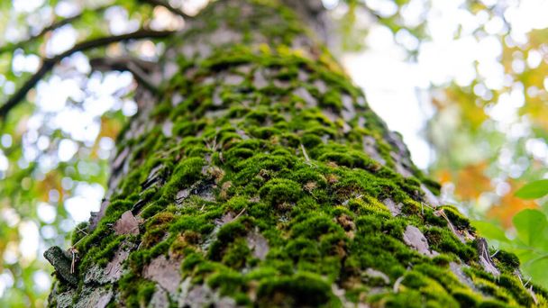 substrats forestiers pour la germination des champignons. Les champignons et leur habitat et leur développement - Photo, image