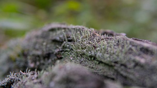 sustratos forestales para la germinación de hongos. Hongos y su hábitat y desarrollo - Foto, imagen